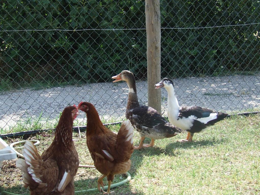 Alloggio per agriturismo Il Casale Di Roma